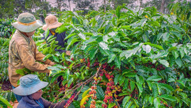 Giá nông sản hôm nay (10/5): Giá cà phê khu vực Tây Nguyên sắc xanh quay trở lại, tăng nhẹ 500 đồng/kg