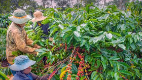 Giá nông sản hôm nay (10/5): Giá cà phê khu vực Tây Nguyên sắc xanh quay trở lại, tăng nhẹ 500 đồng/kg