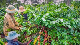 Giá nông sản hôm nay (10/5): Giá cà phê khu vực Tây Nguyên sắc xanh quay trở lại, tăng nhẹ 500 đồng/kg