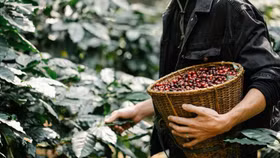 Giá nông sản hôm nay (25/5): Cà phê, hồ tiêu ổn định phiên cuối tuần