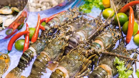 Tôm hùm xanh Việt Nam “đắc lợi” giữa cơn khát hải sản cao cấp của Trung Quốc