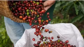 Giá nông sản hôm nay (7/4): Giá cà phê nội địa tiếp tục giảm số tại các khu vực trọng điểm