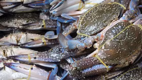 Xuất khẩu ghẹ Việt Nam 2026 trước ngã rẽ: Mỹ siết MMPA, EU thành “điểm tựa” tăng trưởng