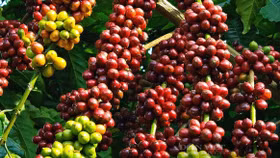 Giá nông sản hôm nay (5/6): Giá cà phê bất ngờ giảm sâu gần 3.000 đồng/kg