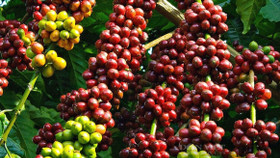 Giá nông sản hôm nay (5/6): Giá cà phê bất ngờ giảm sâu gần 3.000 đồng/kg
