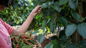 Giá nông sản hôm nay (23/5): Giá tiêu trong nước ổn định ở mức cao