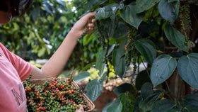 Giá nông sản hôm nay (23/5): Giá tiêu trong nước ổn định ở mức cao