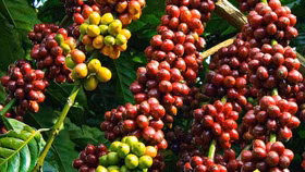 Giá nông sản hôm nay (6/4): Giá cà phê tiếp tục giảm mạnh, xuống gần 4000 đồng/kg