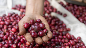 Giá nông sản hôm nay (17/6): Giá cà phê giảm nhẹ, thu mua cao nhất ở mức 112.000 đồng/kg