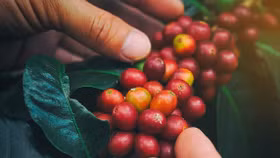 Giá nông sản hôm nay (24/4): Giá cà phê bất ngờ tăng mạnh, sắc xanh chiếm ưu thế