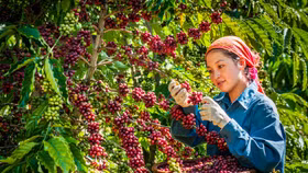Sàn thương mại điện tử chuyên về nông sản đầu tiên tại Việt Nam gia nhập “đường đua” thương mại
