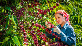 Sàn thương mại điện tử chuyên về nông sản đầu tiên tại Việt Nam gia nhập “đường đua” thương mại