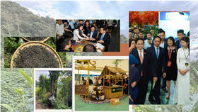 Đặt cược vào phẩm chất trà cổ thụ, ANNSHAN khẳng định sự khác biệt bằng kỹ thuật tinh hoa và nghệ nhân Việt