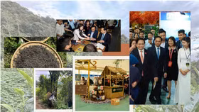 Đặt cược vào phẩm chất trà cổ thụ, ANNSHAN khẳng định sự khác biệt bằng kỹ thuật tinh hoa và nghệ nhân Việt