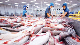 Cơ hội để cá tra Việt Nam chiếm thêm thị phần tại Mỹ