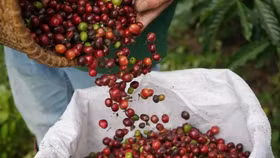 Giá nông sản hôm nay (13/5): Thị trường cà phê trong nước ảm đạm, giảm nhẹ 500 đồng/kg