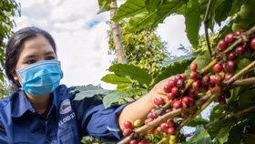 Giá nông sản hôm nay (7/3): Giá cà phê bất ngờ đứt gãy chuỗi đà tăng nhiều ngày