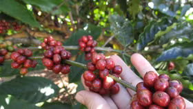 Giá nông sản hôm nay (16/4): Giá cà phê tăng mạnh 6 phiên liên tiếp, xuất hiện nỗi lo về nguồn cung