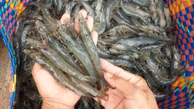 Tôm Việt bứt tốc 22%, biến rào cản của đối thủ thành cơ hội tiềm năng