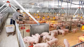 IPO cận kề, Nông nghiệp Hòa Phát đang kinh doanh ra sao?