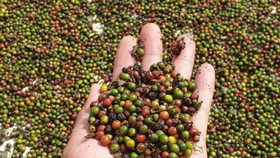 Giá nông sản hôm nay (28/5): Cà phê, hồ tiêu cùng lấy lại đà tăng tại thị trường trong nước