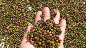 Giá nông sản hôm nay (28/5): Cà phê, hồ tiêu cùng lấy lại đà tăng tại thị trường trong nước