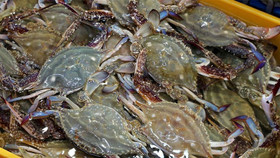 Ghẹ Việt Nam “thoát hiểm” lệnh cấm nhập khẩu vào thị trường Mỹ