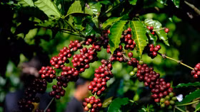 Giá nông sản hôm nay (5/4): Nhiều khả năng được miễn trừ thuế, giá cà phê vẫn giảm thấp nhất từ đầu năm 2025