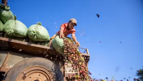 Giá nông sản hôm nay (21/6): Giá cà phê Tây Nguyên giảm sâu kỷ lục, còn hơn 100.000 đồng/kg