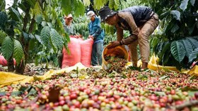 Giá nông sản hôm nay (7/6): Cà phê trong nước trở lại đà tăng, lên gần 2.000 đồng/kg
