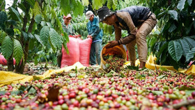 Giá nông sản hôm nay (7/6): Cà phê trong nước trở lại đà tăng, lên gần 2.000 đồng/kg