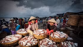 Tăng trưởng trên lằn ranh, ngành thủy sản Việt Nam lộ rõ đường phân hóa