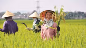 Từ “Khoán 10” đến “Bộ tứ chiến lược”: Cuộc “giải phóng” nông dân và cơ hội nảy mầm cho kinh tế tư nhân