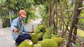 Xuất khẩu rau quả Việt Nam lập kỷ lục, Trung Quốc tạo "bàn đạp" cho năm 2026