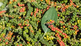 Giá hồ tiêu tăng trong bối cảnh nguyên liệu khan hiếm