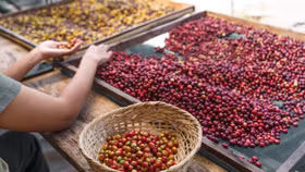 Giá nông sản hôm nay (22/4): Giá cà phê Arabica giảm hơn 2%