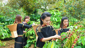 Giá nông sản hôm nay (24/5): Cà phê khu vực trọng điểm Tây Nguyên giảm mạnh hơn 3.000 đồng/kg