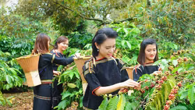 Giá nông sản hôm nay (24/5): Cà phê khu vực trọng điểm Tây Nguyên giảm mạnh hơn 3.000 đồng/kg