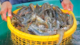 Tôm Việt bùng nổ, xuất khẩu tháng 10 lập đỉnh mới