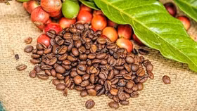 Giá cà phê bất ngờ quay đầu giảm