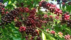 Giá nông sản hôm nay (18/4): Giá cà phê thế giới quay đầu giảm do biến động tỷ giá USD
