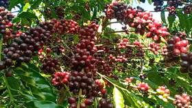 Giá nông sản hôm nay (18/4): Giá cà phê thế giới quay đầu giảm do biến động tỷ giá USD