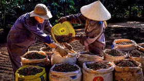 Giá nông sản hôm nay (16/6): Giá thịt heo, cà phê, hồ tiêu đi ngang phiên đầu tuần