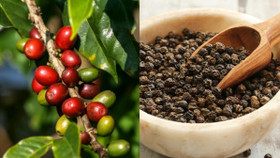 Giá nông sản hôm nay (7/5): Giá cà phê, hồ tiêu tiếp tục giảm sâu