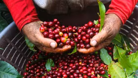 Giá nông sản hôm nay (19/4): Giá cà phê thế giới ổn định do bước vào kỳ nghỉ lễ