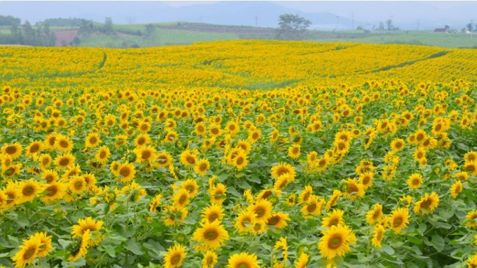 Cánh đồng hướng dương gây thương nhớ tại Nghệ An vào mùa nở rộ: Đứng góc nào cũng có ảnh đẹp