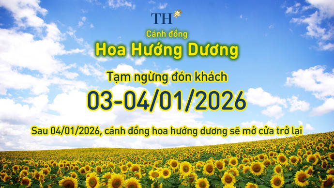 Cánh đồng hướng dương TH tạm đóng cửa ngày 3-4/1/2026