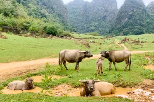 Trà Lĩnh Cao Bằng