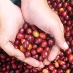Giá nông sản hôm nay (26/10): Giá cà phê tiếp tục giảm, hồ tiêu neo ở 140.000 đồng/kg