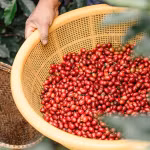 Giá nông sản hôm nay (23/10): Giá cà phê tiếp tục giảm, thịt lợn dao động trong khoảng 46.000 - 52.000 đồng/kg